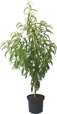 A young nectarine tree in a black pot, supported by a stake.