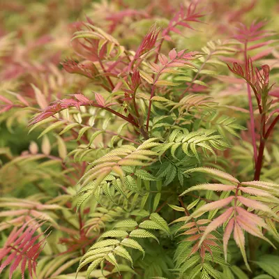 Immagine prodotto di Sorbaria bassa 'Sem' - Sorbaria Sorbifolia 'Sem' | 50-60 cm in contenitore