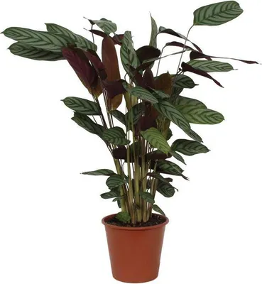 Obrázok produktu pre Korbmaranta Calathea Compactstar – izbová rastlina, výška 90 cm, priemer 21 cm, nenáročná na starostlivosť