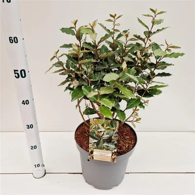 Produktbild von Elaeagnus ebbingei 'Compacta' - Wintergrüne Ölweide | 50-60cm im Topf