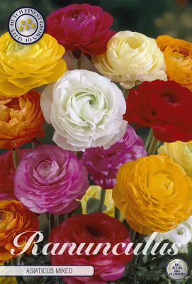 Zdjęcie produktu dla Ranunculus – mieszanka (10 sztuk) | Kłącza jaskra od Sam van Schooten