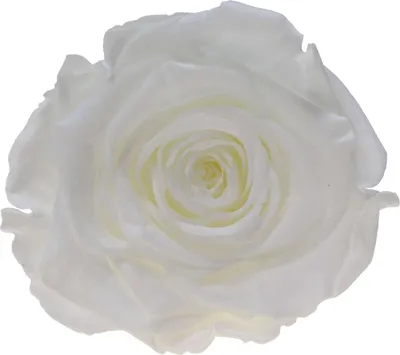 Produktbild von Infinity Rose XL Ø6-7cm konserviert stabilisiert haltbar Rosenkopf ewige Blüte Weiß (whi01)