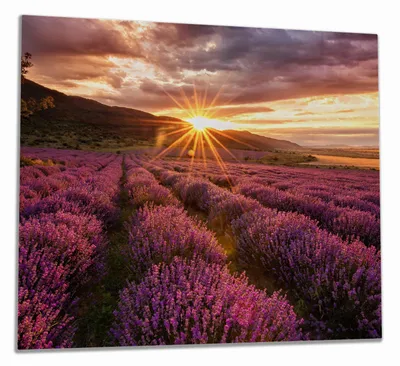 Produktbild von Wallario Herdabdeckplatte aus Glas, Größe 60 x 52 cm 1-teilig, Motiv Lavendelfeld bei Sonnenuntergang - Sonnenstrahlen