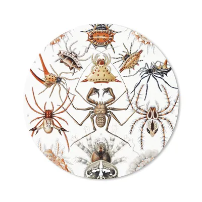 Produktbild von MuchoWow® Mauspad Mousepad Retro - Spinne - Ernst Haeckel - Spinnen 40x40 cm - Mousepads - Maus Mat - Pad - Mausunterlage - Schreibtisch Accessoires