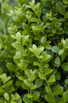 Produktbild von Ilex crenata 'Luxus Hedge', Japanische Stechpalme, immergrün, 15–20 cm
