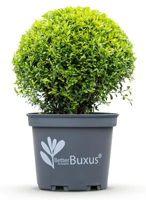 Image de Buis, boule à feuilles persistantes, 30 cm, 2 plants de 26 cm, résistant, facile d'entretien