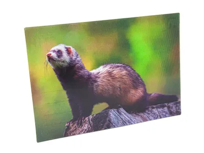 Produktbild von 3 D Ansichtskarte Frettchen, Postkarte Wackelkarte Hologrammkarte Tiere Tier