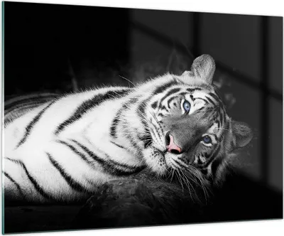Produktbild von Bilder auf glas - Einteilig - Weiß Tiger Schwarz und Weiß - 100x70cm - Glasbilder - Wandbilder - Bilder - Wanddekoration aus Glas - Glas Bilder - Wandbild auf Glas - GAA100x70-4247