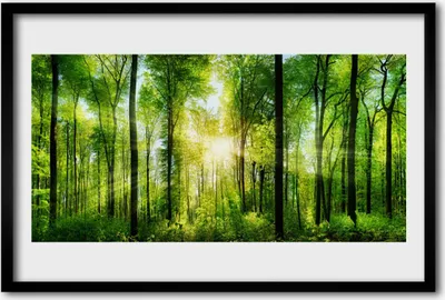 Produktbild von Bild 60x40 MDF-Rahmen Wandkunst Natur Wald Bäume