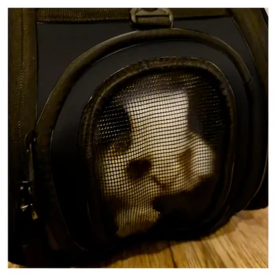 Produktbild von Faltbarer Hundetransporter und Katzenbox