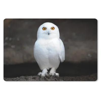 Produktbild von MuchoWow® Schreibtischunterlage Schneeeule 60x40 cm - XXL Mauspad - Großes Mauspad