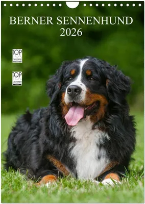 Produktbild von Berner Sennenhund 2026 (Wandkalender 2026 DIN A4 hoch), CALVENDO Monatskalender