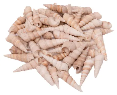 Image de Colorations - Zeeschelpen Turritella, 550g