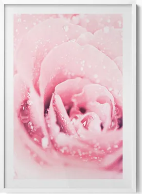 Produktbild von Zarte rosa Blume– Wandbild mit Rahmen – Gerahmtes Bild  – Wanddekoration – 70x100 cm –  Weiß Rahmen