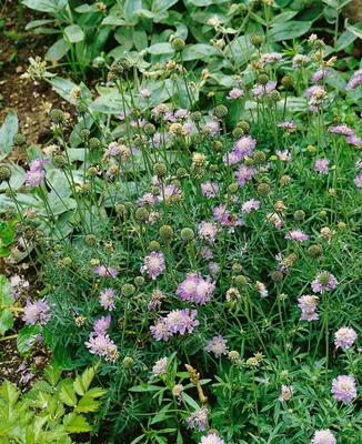 Produktbild von Scabiosa columbaria 'Nana', Taubenskabiose, blau, ca. 9x9 cm Topf