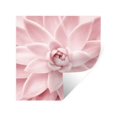 Produktbild von MuchoWow® Wandtattoo Wandsticker Wandaufkleber Blume - Rosa - Natur - Pflanze 30x30 cm Selbstklebend und Repositionierbar - Repositionierbar - Wasser abweisend