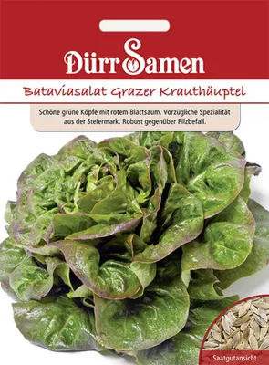 Produktbild von Dürr-Samen - Bataviasalat Grazer Krauthäuptel - Saatgut - 4131