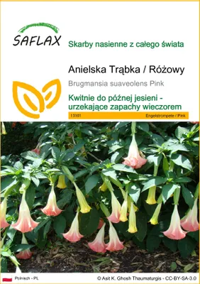 Zdjęcie produktu dla SAFLAX - Anielska Trąbka / Różowy - 10 Nasiona - Brugmansia suaveolens Pink