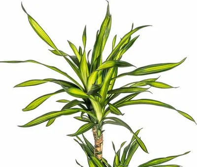 Immagine prodotto di Dracaena deremensis "Rikki" 90-110 cm, 21 cm, pianta da appartamento di facile manutenzione