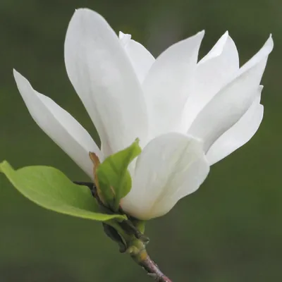 Zdjęcie produktu dla Magnolia Alba Superba 2L