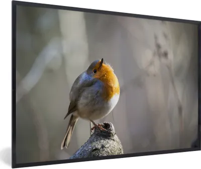 Produktbild von MuchoWow® Gerahmtes Poster Rotkehlchen sitzt auf einem Ast in der Natur 90x60 cm - Poster mit Schwarzem Bilderrahmen Wandposter Rahmen Foto Bilder - Fotorahmen - Foto-Plakat