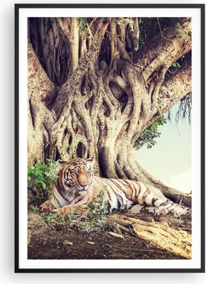 Produktbild von Gerahmtes Poster - Schwarzer Rahmen - Tiger Wild Baum - 70x100 cm - Wand Bild - Wanddeko - Wandbilder - Kunstposter - Wandposter - Bilderrahmen - Bilder - Kunstdruck - P2BPA70x100-5124