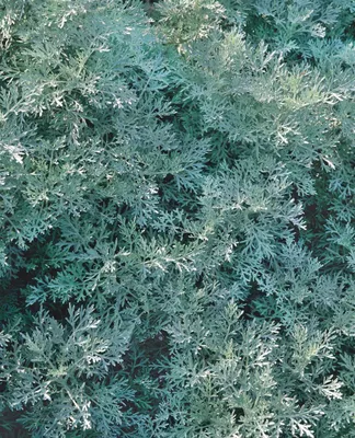 Produktbild von Artemisia arborescens 'Powis Castle', silbrig-grau, ca. 11x11 cm Topf