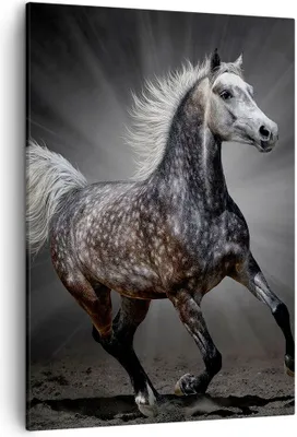 Produktbild von Bild auf Leinwand - Leinwandbild - Einteilig - Pferd Tier Natur - 50x70cm - Wand Bild - Wanddeko - Wandbilder - Leinwanddruck - Kunstdruck - Wanddekoration - Leinwand bilder - Wandbild - PA50x70-3593