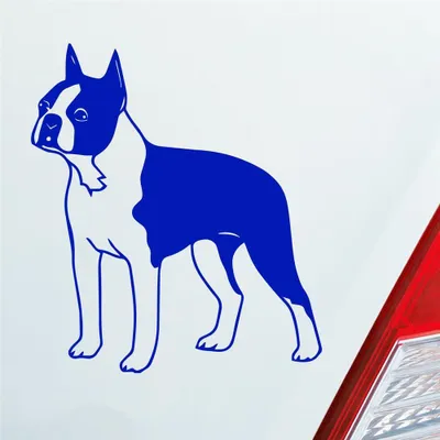 Produktbild von Auto Aufkleber Boston Terrier Hund Dog Animal 12x10 cm Dunkelblau Sticker Heckscheibenaufkleber