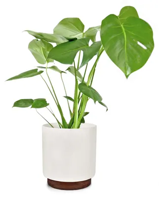 Produktbild von Fox & Fern Blumentopf mit Stopfen, Blumentopf Gross für Innen/Außen, Übertopf UV- & Frostbeständig, Polystone-Blumentöpfe Weiß, Blumentopf 25 cm Durchmesser, Großer Pflanzentopf für Zimmerpflanzen