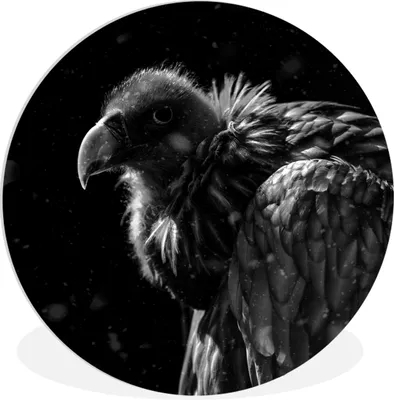 Produktbild von MuchoWow® Rundes Wandbild - Runde Bilder Porträt eines Goldgeiers vor schwarzem Hintergrund - schwarz-weiß Ø 30 cm Kreis Wanddekoration Kunststoff - Wandkreis - Wandschmuck - Schlafzimmer - Bilder - Der Kreis - Kunst für die Wohnung - Plastik - Kunstdruck - Wandbild