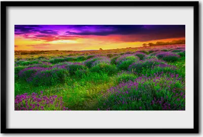 Produktbild von Bild 60x40 MDF-Rahmen Wandkunst Wiese Natur