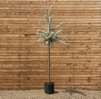 Produktbild von Vielblütiger Zierapfel 250-300 cm, Stammumfang 10-12 cm - Malus floribunda Hochstamm