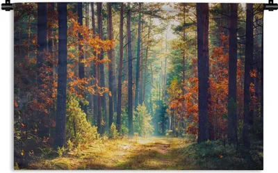 Produktbild von MuchoWow® Wandteppich Wandbehang Wald - Sonne - Natur - Herbst 120x80 cm Tapisserie Dekoration Wandtuch - Wanddekorationen - Wandtücher