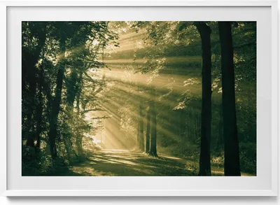 Produktbild von Sonnenschein im Wald– Wandbild mit Rahmen – Gerahmtes Bild  – Wanddekoration – 100x70 cm –  Weiß Rahmen