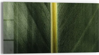Produktbild von DEQORI Glasbild Echtglas 60x30 cm 'Grüne Blattader' Wandbild Bild modern Deko