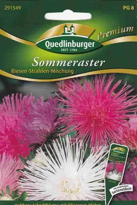 Produktbild von Sommerastern, Riesen Strahlen Mischung