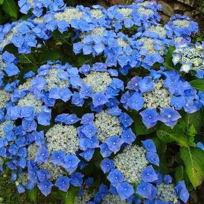 Immagine prodotto di 2 x  ortensia  - Hydrangea 'Teller Blue'  | 25-30 cm in vaso
