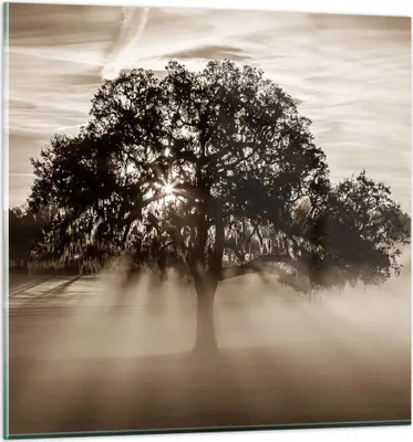 Produktbild von Bilder auf glas - Baum Feld Natur - 70x70cm - Glasbilder - Wandbilder - Kunstdruck - zum Aufhängen bereit - Wanddekoration aus Glas - Glas Bilder - Wandbild auf Glas - Einteilig - GAC70x70-3811