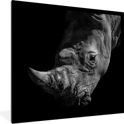 Produktbild von MuchoWow® Gerahmtes Poster Nashorn - Wildtier - Porträt 40x40 cm - Poster mit Schwarzem Bilderrahmen Wandposter Rahmen Foto Bilder - Mit Rahmen - Wanddekoration Schlafzimmer