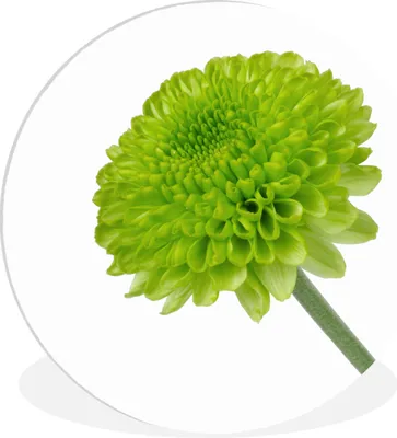 Produktbild von MuchoWow® Rundes Wandbild - Runde Bilder Grüne Chrysantheme Ø 30 cm Kreis Wanddekoration Kunststoff - Wandkreis - Wandschmuck - Schlafzimmer - Bilder - Der Kreis - Kunst für die Wohnung - Plastik - Kunstdruck - Wandbild