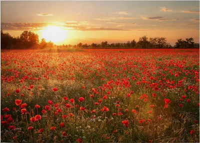 Produktbild von Leinwandbild Blumen Floral 50 x 70 cm - Wandbild Rot Orange - Keilrahmen Mohnfeld Wohnzimmerdeko Wanddeko Wandgemälde