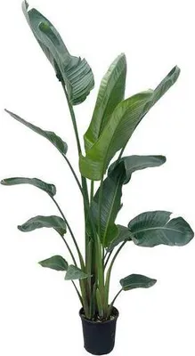 Zdjęcie produktu dla Drzewo Strelitzia – Strelitzia Nicolai – roślina doniczkowa 210 cm – Ø27 cm – biały rajski ptak z dużymi zielonymi liśćmi – tropikalna roślina doniczkowa do wnętrz i chronionych obszarów zewnętrznych