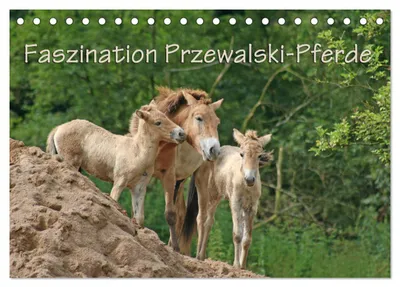 Produktbild von Faszination Przewalski-Pferde (Tischkalender 2027 DIN A5 quer), CALVENDO Monatskalender