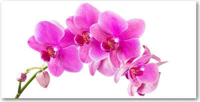 Produktbild von Tulup Glas-Bild -140x70- Wandkunst Dekorative Wand für Küche & Wohnzimmer - Blumen & Pflanzen - Rosa Orchidee - Rosa
