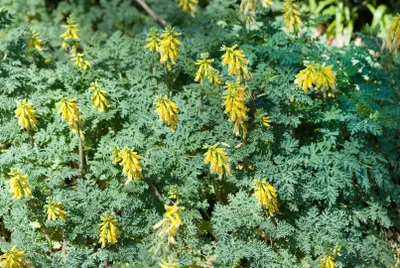 Produktbild von Corydalis nobilis, Gelber Lerchensporn, ca. 9x9 cm Topf