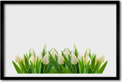 Produktbild von Bild 60x40 MDF-Rahmen, Wandkunst weiße Tulpen