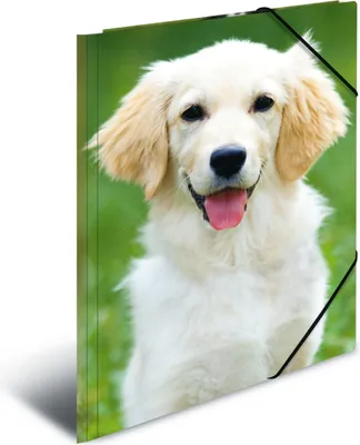 Produktbild von HERMA Sammelmappen DIN A4 Hunde, 3 St.
