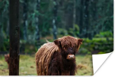 Produktbild von MuchoWow® Poster Schottischer Hochländer - Wald - Moos 90x60 cm - Schlafzimmer