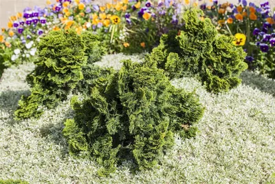 Produktbild von Chamaecyparis obtusa 'Nana Gracilis', Muschelzypresse, kompakt, 15–20 cm